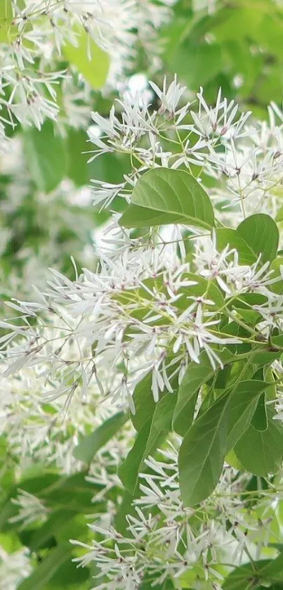 Mobile wallpaper with green leaves and white blossoms, offering peace and serenity.