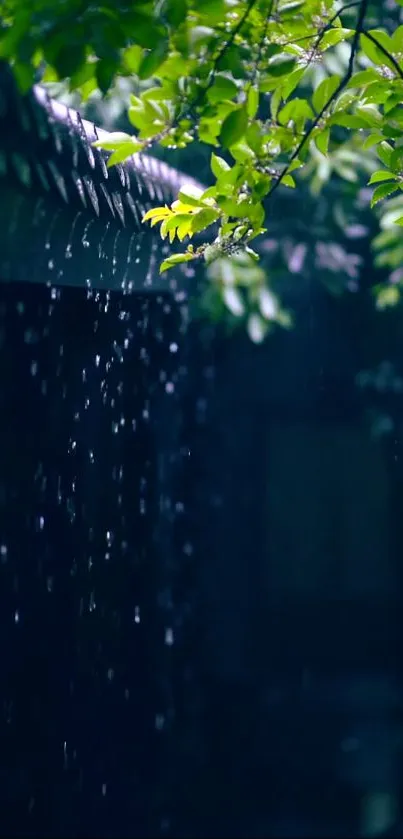 Green leaves with raindrops on a dark background.