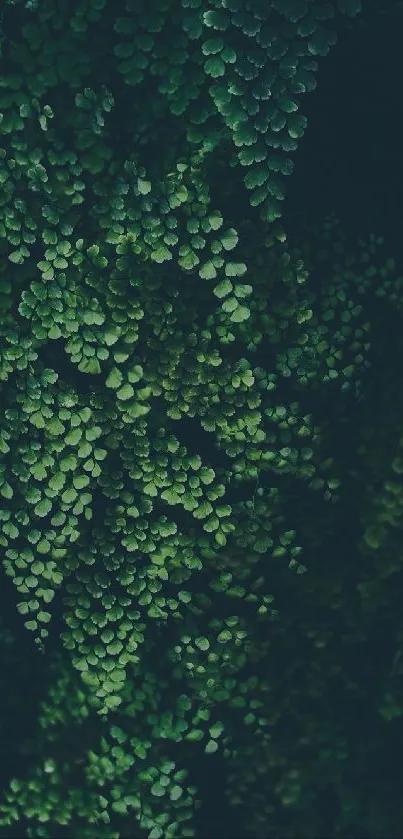 Close-up view of lush green leaves on a dark background.