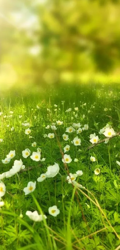 Green meadow with white flowers in sunlight.