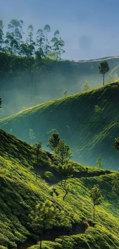 Serene green mountain landscape with lush scenery.