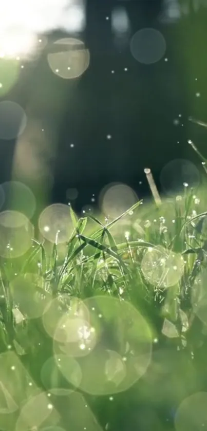 Green grass with bokeh effect and sunlight in serene nature wallpaper.