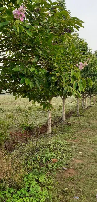 Mobile wallpaper of a green pathway with flowering trees.