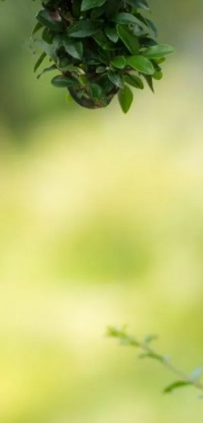 Serene mobile wallpaper with green leaves and a blurred background.