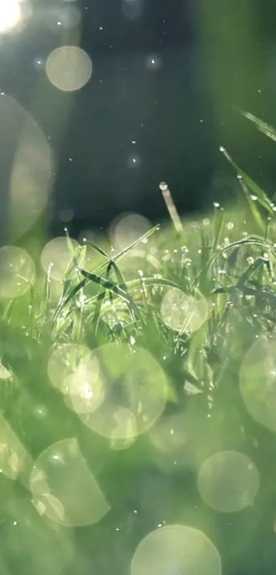 Green nature wallpaper with grass and soft light bokeh effect.