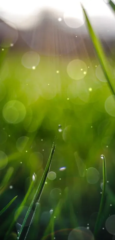 Close-up of green grass with bokeh light effects.