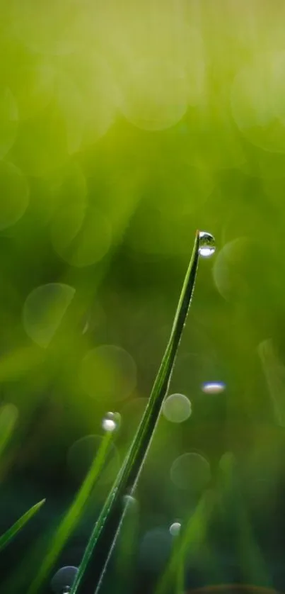 Close-up of a green grass blade with dew drops against a soft focus background.