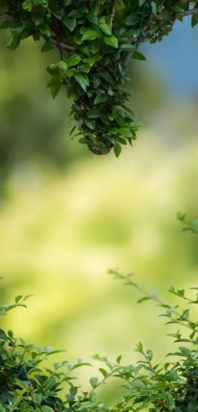 Lush green foliage with blurred background for serene mobile wallpaper.