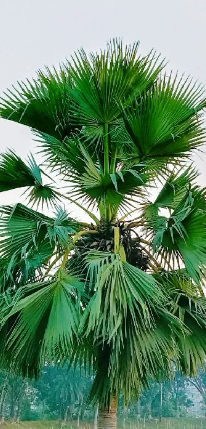 Green palm tree standing by a peaceful lake.