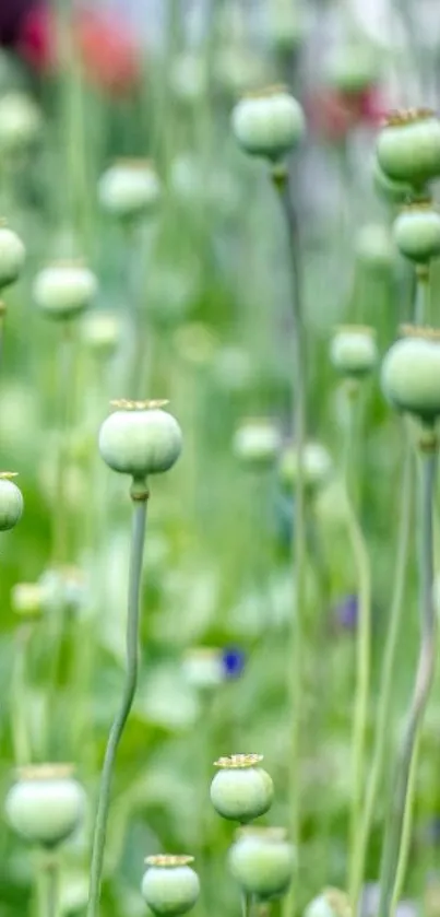 Serene green floral wallpaper with delicate buds for a tranquil mobile background.