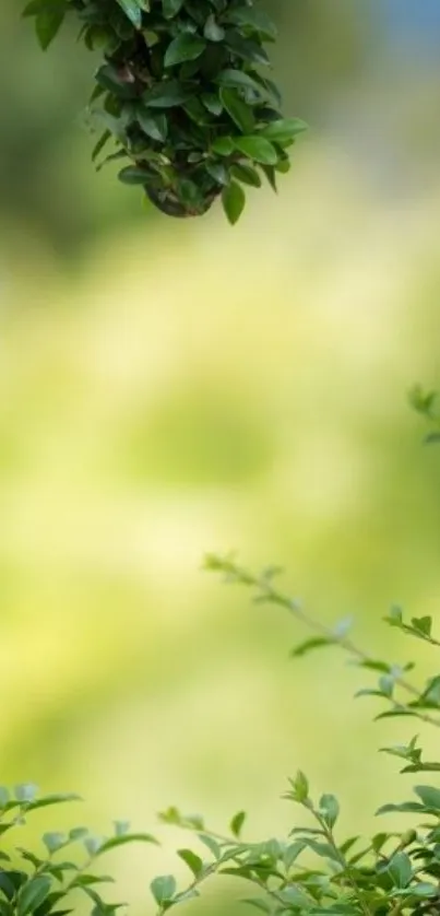 Green leaves with a blurred background wallpaper.