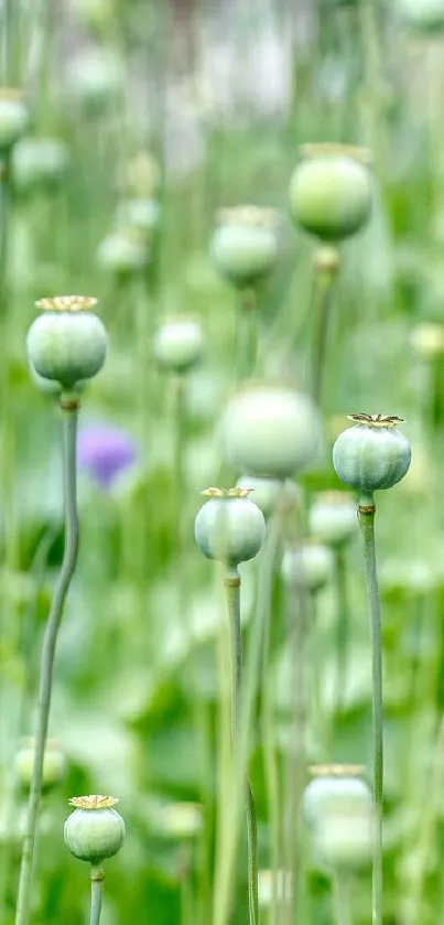 Green poppy plants mobile wallpaper showcasing natural beauty.