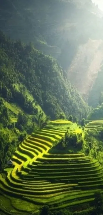 Green terraced rice fields under sunlight in a serene landscape wallpaper.