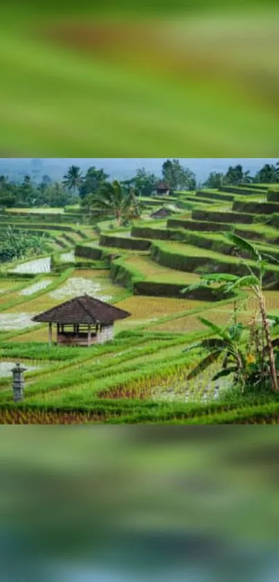 Green rice terraces with lush scenery and serene atmosphere.