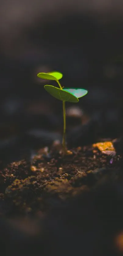 A small green sprout emerges from dark soil, symbolizing growth amid tranquility.