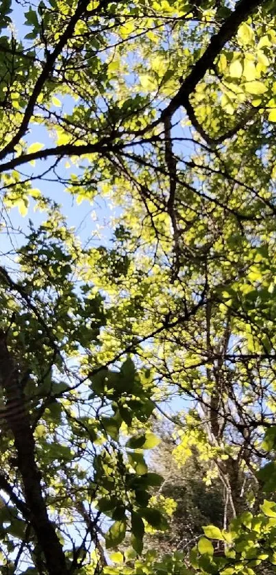 Sunlit forest canopy with lush green leaves.