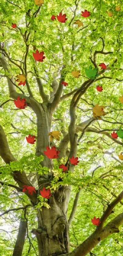 Majestic tree canopy with vibrant green leaves.