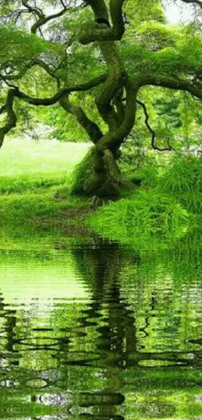 Lush green tree reflected in tranquil pond.