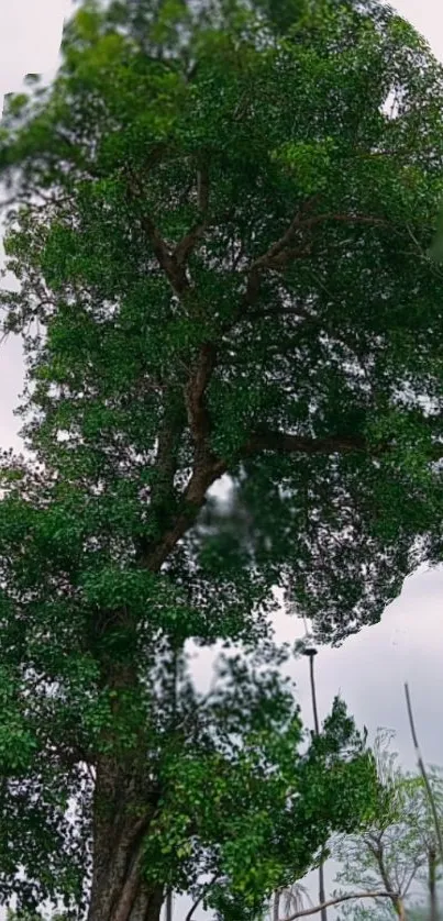 Serene image of a lush green tree against a cloudy sky.