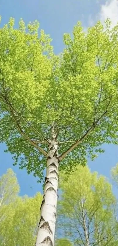 A tall birch tree with fresh green leaves against a blue sky.