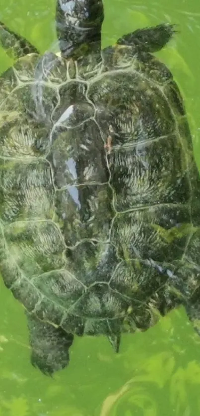 Green turtle swimming in clear water.