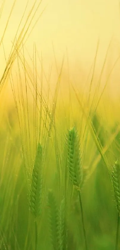 Green wheat fields at sunset with serene light.