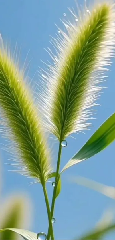 Delicate green stalks with dewdrops against a clear blue sky.