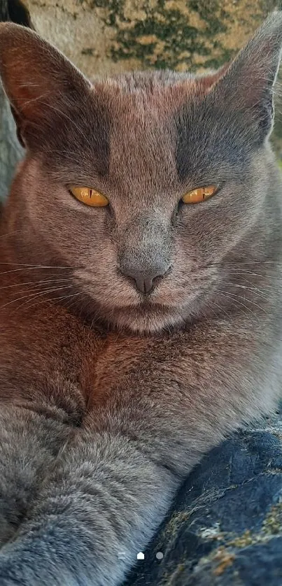 Serene grey cat resting on tree background, perfect for mobile wallpaper.