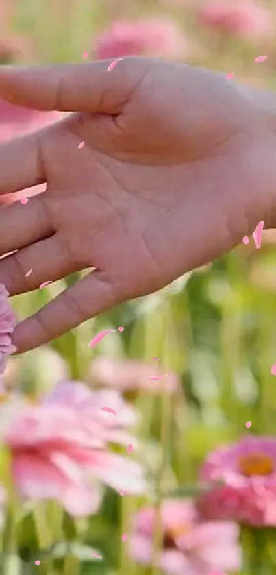 Hand gently reaching pink flowers with petals in a lush garden background.