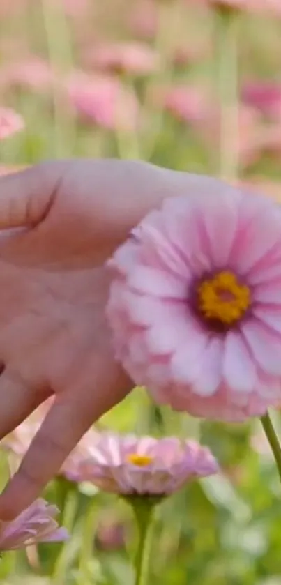 Hand with delicate pink flower in natural setting.