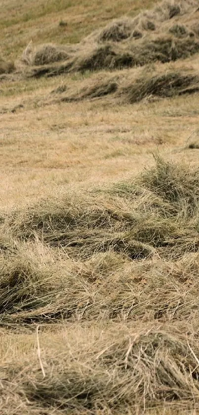 Serene field with hay stacks and earthy tones for phone wallpaper.