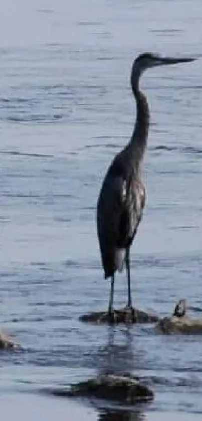 A heron stands on rocks in calm water, offering a serene view.