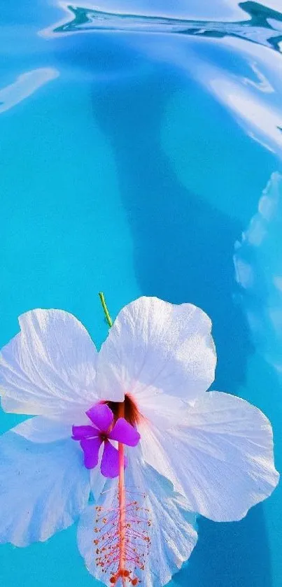 Hibiscus flower on serene blue water background.