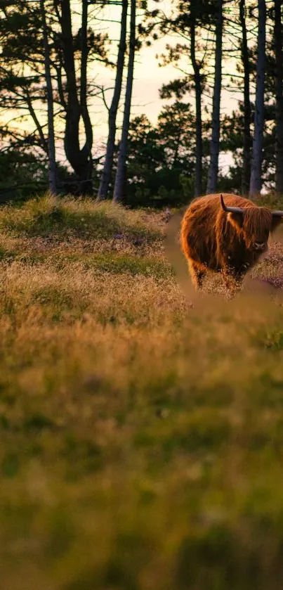 Highland cow walks through a serene sunset meadow with trees in the background.