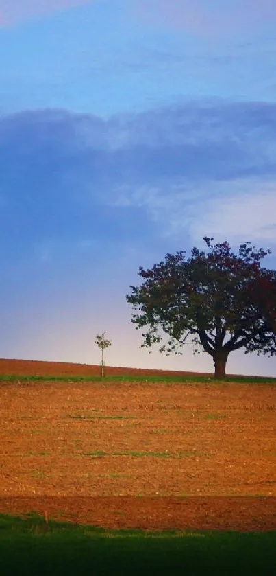 Tranquil evening landscape with trees and vibrant colors.