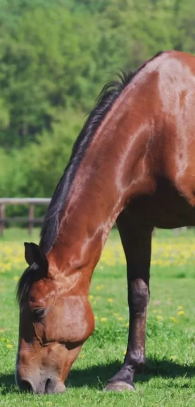 A horse peacefully grazing in a lush green meadow under a clear sky.