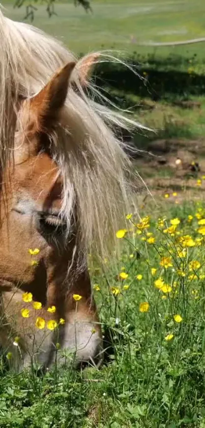 Horse grazing in a field of vibrant yellow flowers with a green meadow background.