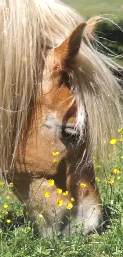 Horse grazing in a meadow with yellow wildflowers.