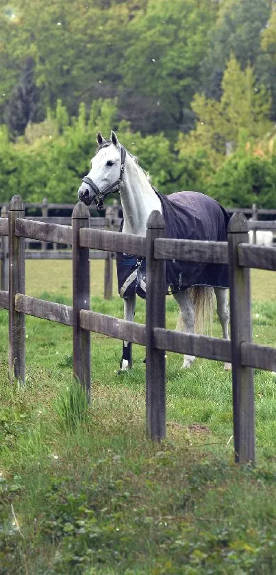 White horse in a green, fenced pasture with trees in the background.