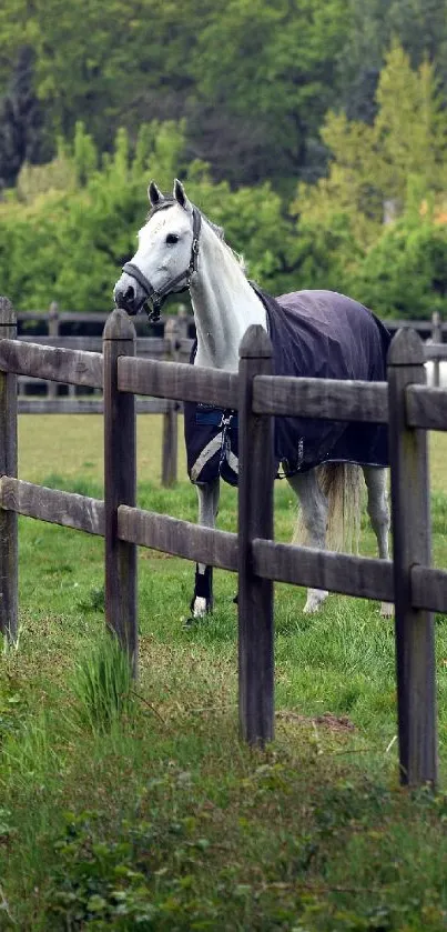 Majestic white horse in green pasture with wooden fence.