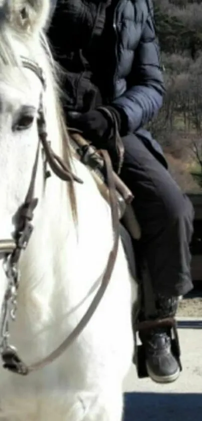 A rider on a white horse against a winter landscape.