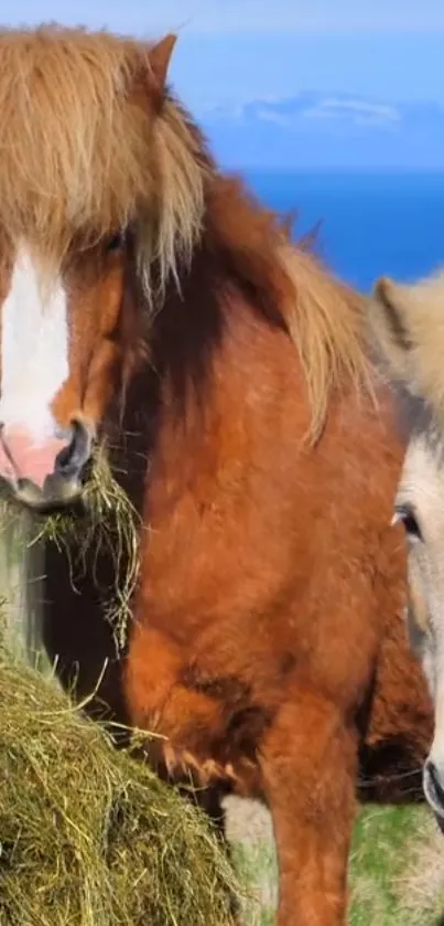 Two horses peacefully grazing in a meadow.