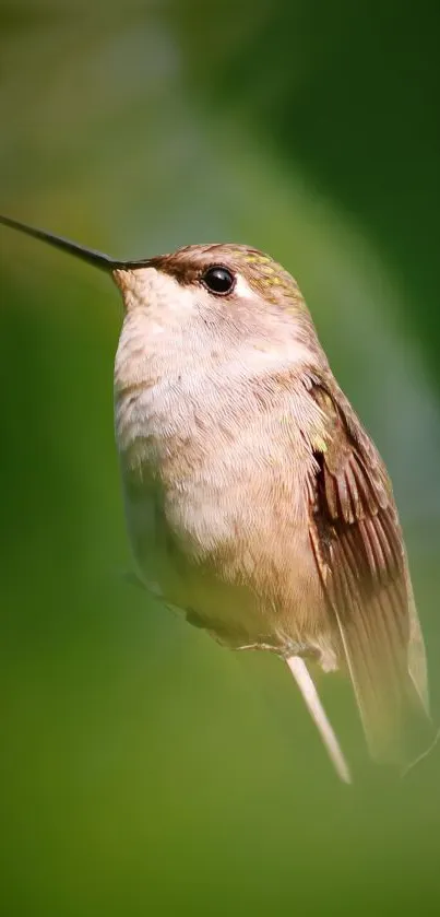 Serene hummingbird surrounded by lush green foliage.