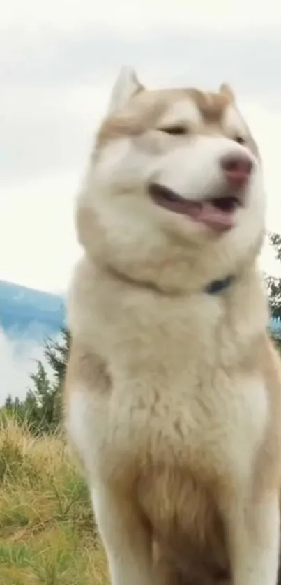 Majestic Husky posing in a natural landscape with soft, grassy surroundings.