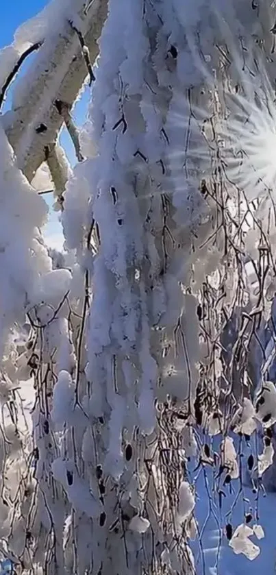 Snowy branches glisten in sunlight with sky backdrop.