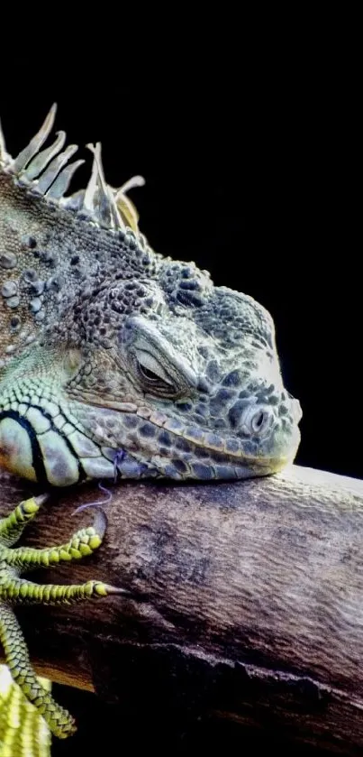 A green iguana rests on a branch against a black background.