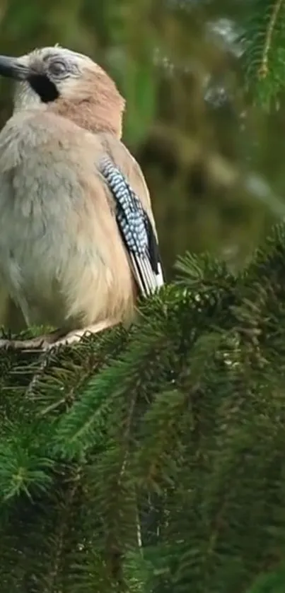 Jaybird perched on lush green evergreens.