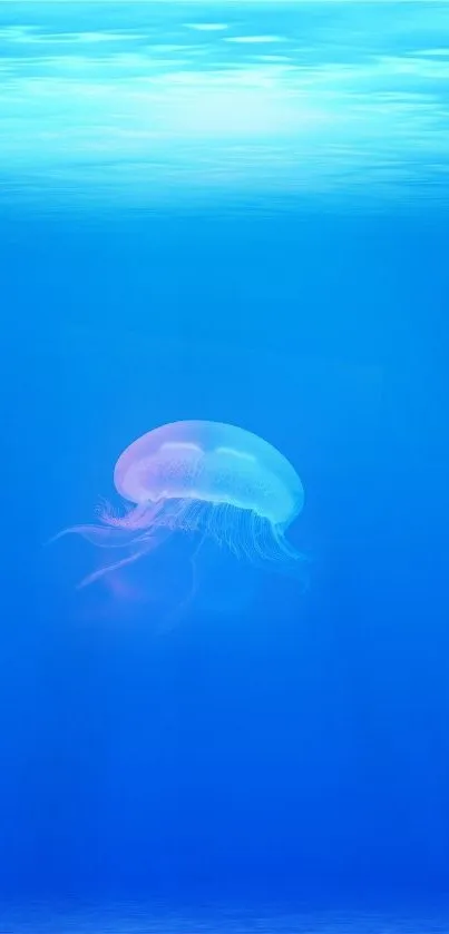 Jellyfish gracefully swimming in a tranquil blue ocean backdrop.