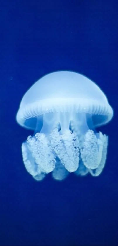 Blue jellyfish glows serenely underwater on a mobile wallpaper.