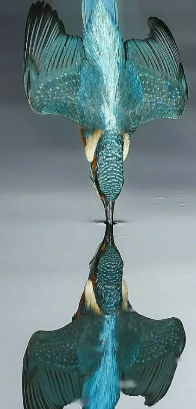 Kingfisher diving with reflection, serene nature scene.